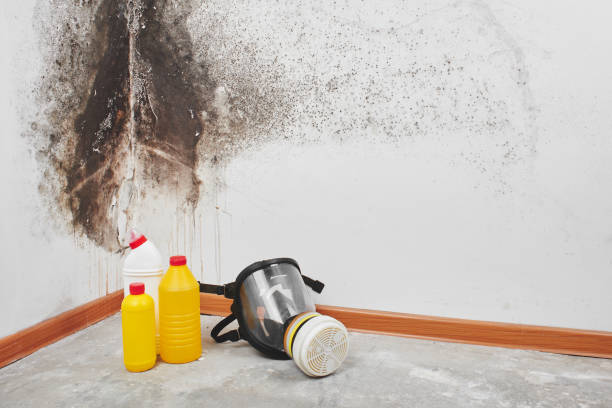 Best Localized Mold Remediation (e.g., coastal areas, humid climates) in Scottsville, NY
