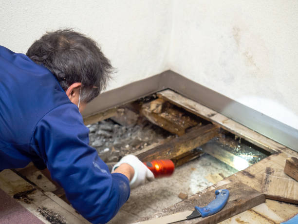 Best Emergency Mold Remediation in Scottsville, NY