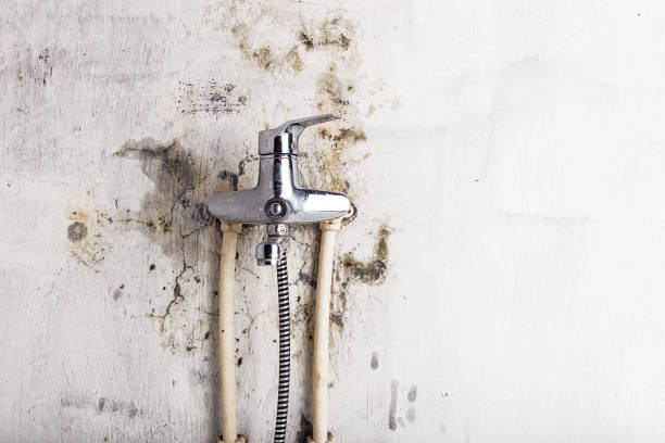 Best Residential Mold Remediation in Scottsville, NY