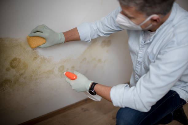 Best Mold Remediation for Schools in Scottsville, NY