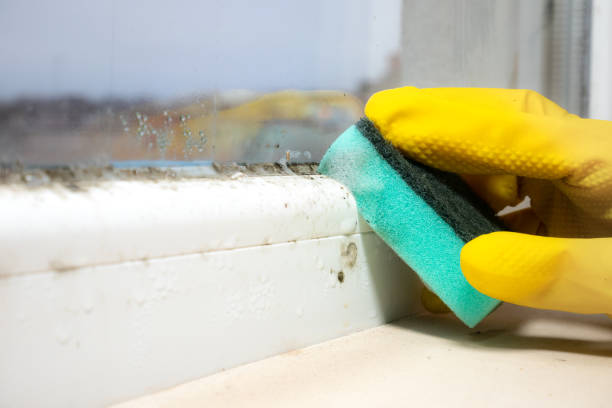 Best DIY Mold Remediation Support Services in Scottsville, NY