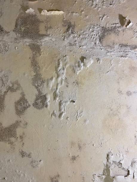 Best Commercial Mold Remediation in Scottsville, NY